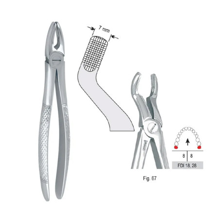 Tooth Forcep Ν67